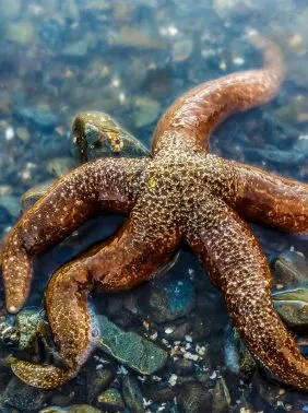 Starfish in the ocean by Within The Wild's lodges